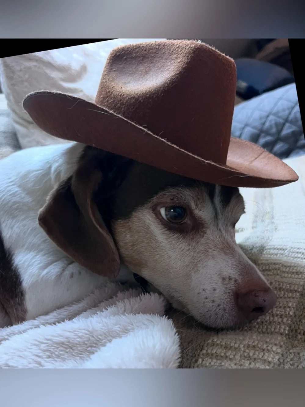 Small Brown Felt Cowboy Hat for Dog, Cat, Pet Costume w Adjustable Chin Cord